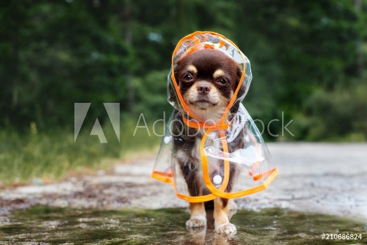 Bild på Funny chihuahua dog posing in a rain coat rainy day